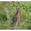 zajac-polny-lepus-europaeus-sh08-14.jpg