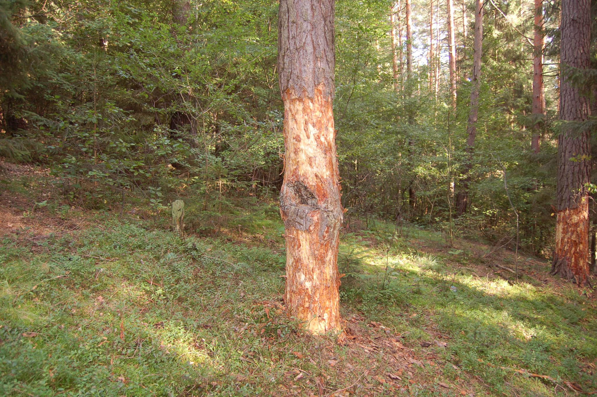 Traja obvinen mui pokodili 17 borovc, zlpali kru a predali ju