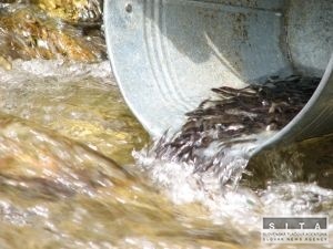 Lesníci v TANAPe vypustia tento rok 80 000 násad pstruha potočného