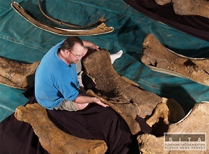 V Austrálii objavili tri nové druhy dinosaurov