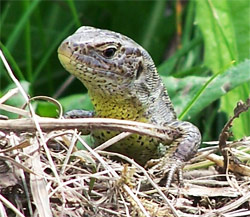 Jaterica krtkohlav - obyajn - stredoeurpska - Lacerta agilis agilis