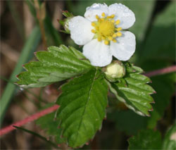 Jahoda obyajn - Jahodnk obecn - Fragaria vesca - Jahodnk