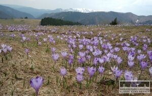 Alergikov potrápia peľové zrná tráv