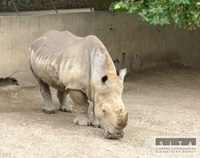 Pytliačenie na nosorožcov dosiahlo 15-ročné maximum