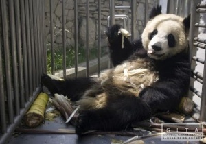 Panda zaútočila na študenta, ktorý jej vliezol do výbehu
