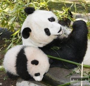 Pandy by sme mali nechať vymrieť, tvrdí prírodovedec Packham