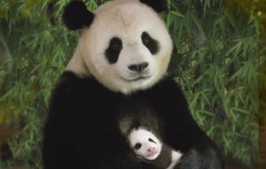 Panda veľká možno o dve až tri generácie vymrie