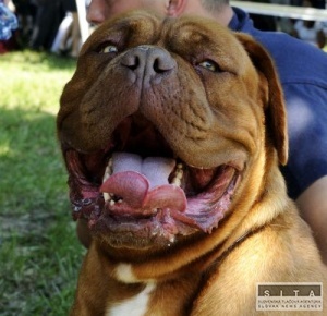 Po�t�rky z centra Prahy sa boja psov squaterov