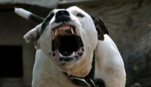 Pitbull napadol 2,5-ročné dieťa