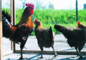 Hydinárske závody v Topoľčanoch neplánujú prepúšťať