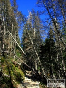  Lykortov kalamita v Tatrch naalej postupuje