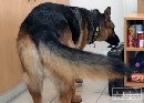 Na základnej škole v Bratislave hľadali bombu
