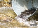 Lesníci v TANAPe vypustia tento rok 80 000 násad pstruha potočného