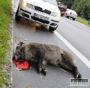 Na sídlisku v Prešove policajtka zrazila diviaka