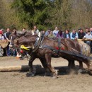 Furmansk sa ZCHKS 2010 v Novej Bystrici