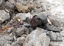 V lese nali stovku nevybuchnutch grantov