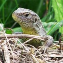 Jaterica krtkohlav - obyajn - stredoeurpska - Lacerta agilis agilis