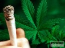 Marihuana je čoraz populárnejšia medzi stredoškolákmi
