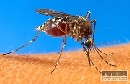 Bežný repelent proti hmyzu zasahuje nervovú sústavu