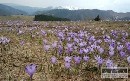 Alergikov potrápia peľové zrná tráv