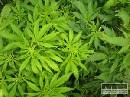 Maďarská polícia rozložila skupinu Vietnamcov pestujúcich marihuanu
