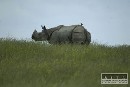 Vzácny sumatranský nosorožec uhynul v zoo v Cincinnati