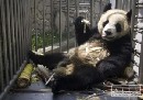 Panda zaútočila na študenta, ktorý jej vliezol do výbehu