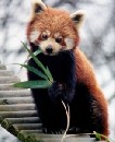 V bratislavskej ZOO bud chova pandy erven