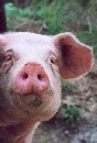 Prasa v afgánskej ZOO vyvolalo paniku z prasacej chrípky