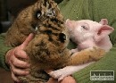 V thajskej ZOO vyrastajú spolu tigre a prasatá
