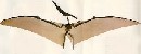 Pterosaury boli zruční letci, tvrdí štúdia