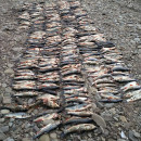 Enviropolicajti vypátrali mužov, ktorí usmrtili stovky rýb