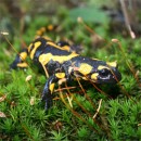 Salamandra kvrnit - Salamandra salamandra