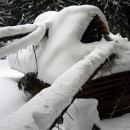 Snehov kalamita m aliu obe. V skanzene vo Vychylovke padali mohutn smreky
