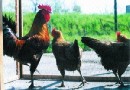 Hydinárske závody v Topoľčanoch neplánujú prepúšťať