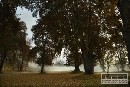 V programe Ľudia pre stromy uspelo 28 projektov