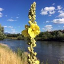 Kysuck deti na celoslovenskej vedomostnej sa zhradkrov