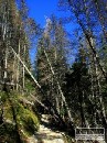  Lykortov kalamita v Tatrch naalej postupuje