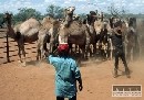 Austrálska vláda uvažuje o masívnom odstrele tiav