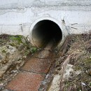 Oščadnica : Telá žiab aj napriek opatreniam lemujú cesty