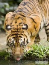 V zoo zabili vzcneho tigra a ukradli asti jeho tela