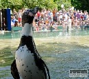 Tučniak v ZOO sa podľa veterinárov zrejme otrávil ropuchou