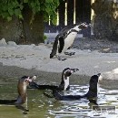 Ošetrovatelia a veterinári skúmajú príčiny úhynu tučniakov v ZOO