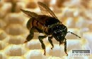 V Turecku havarovala dodávka s včelami, tie doštípali aj záchranárov