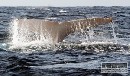 Odfotografovali prvý nádych mláďaťa vráskavca dlhoplutvého