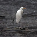 Volavka biela - Egretta alba