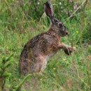 Zajac pon - Lepus europaeus