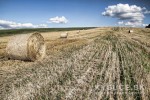 Poas atvy na Kysuciach zoali penicu, nasledova bude ovos a ra