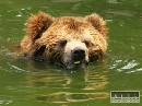 V ZOO znaj horavy najhorie medvede, vlky a zubry