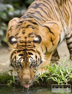 V zoo zabili vzcneho tigra a ukradli asti jeho tela